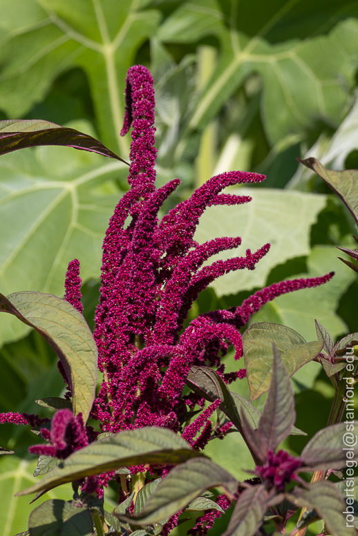 amaranth